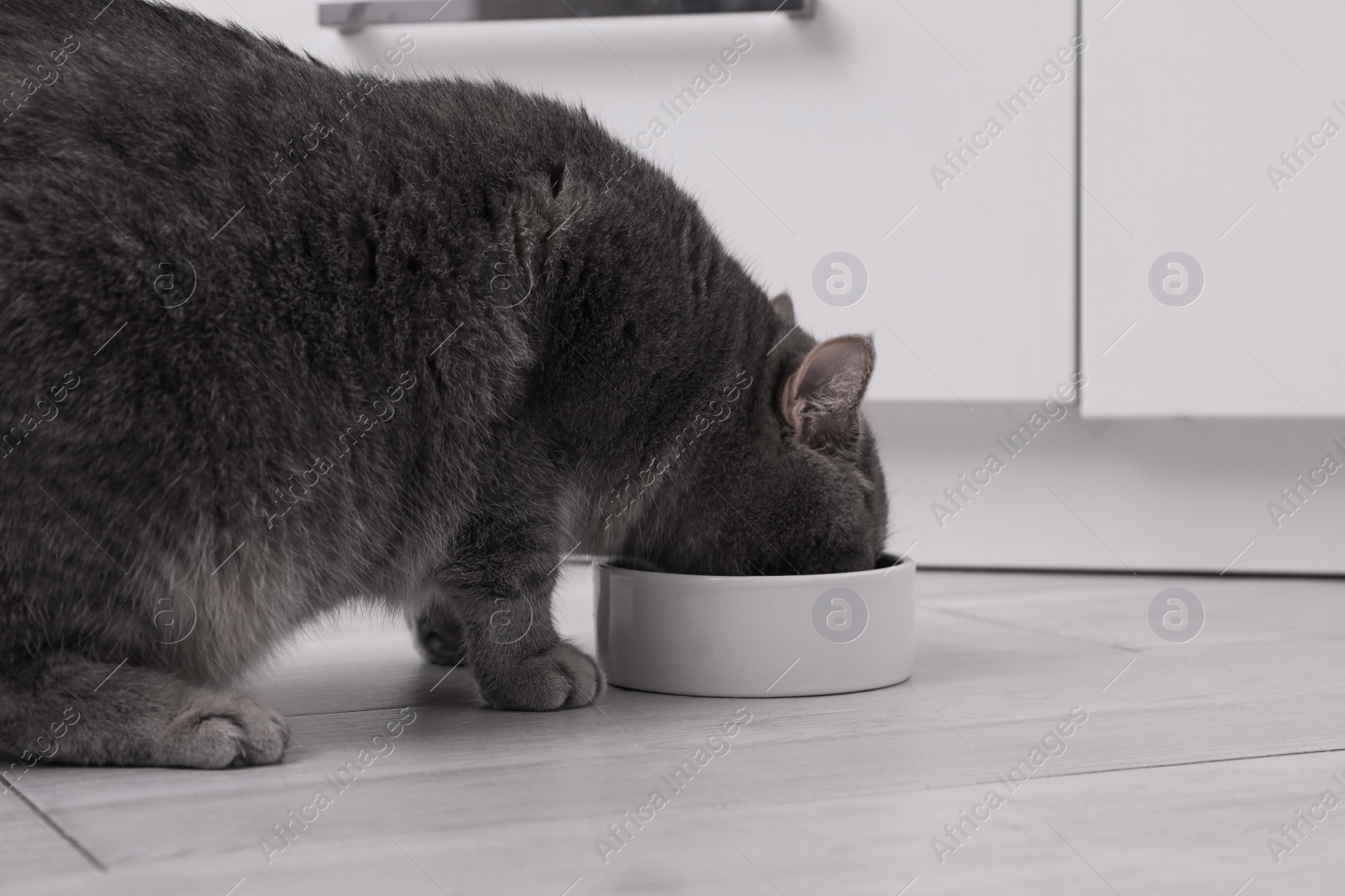 Photo of Cute Scottish straight cat eating pet food from feeding bowl at home