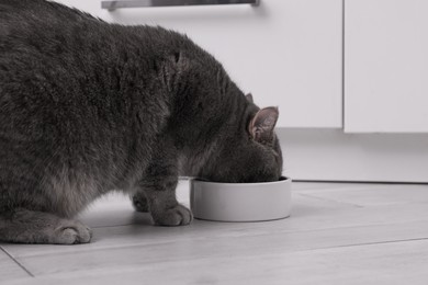 Photo of Cute Scottish straight cat eating pet food from feeding bowl at home