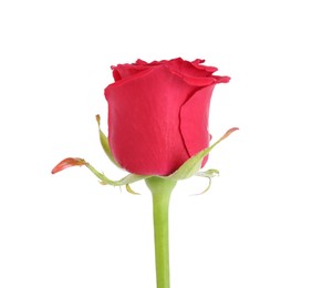 Photo of One beautiful red rose isolated on white