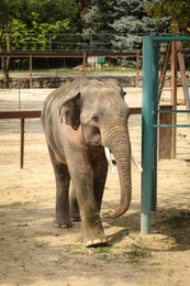 Photo of Beautiful elephant in zoo enclosure. Exotic animal