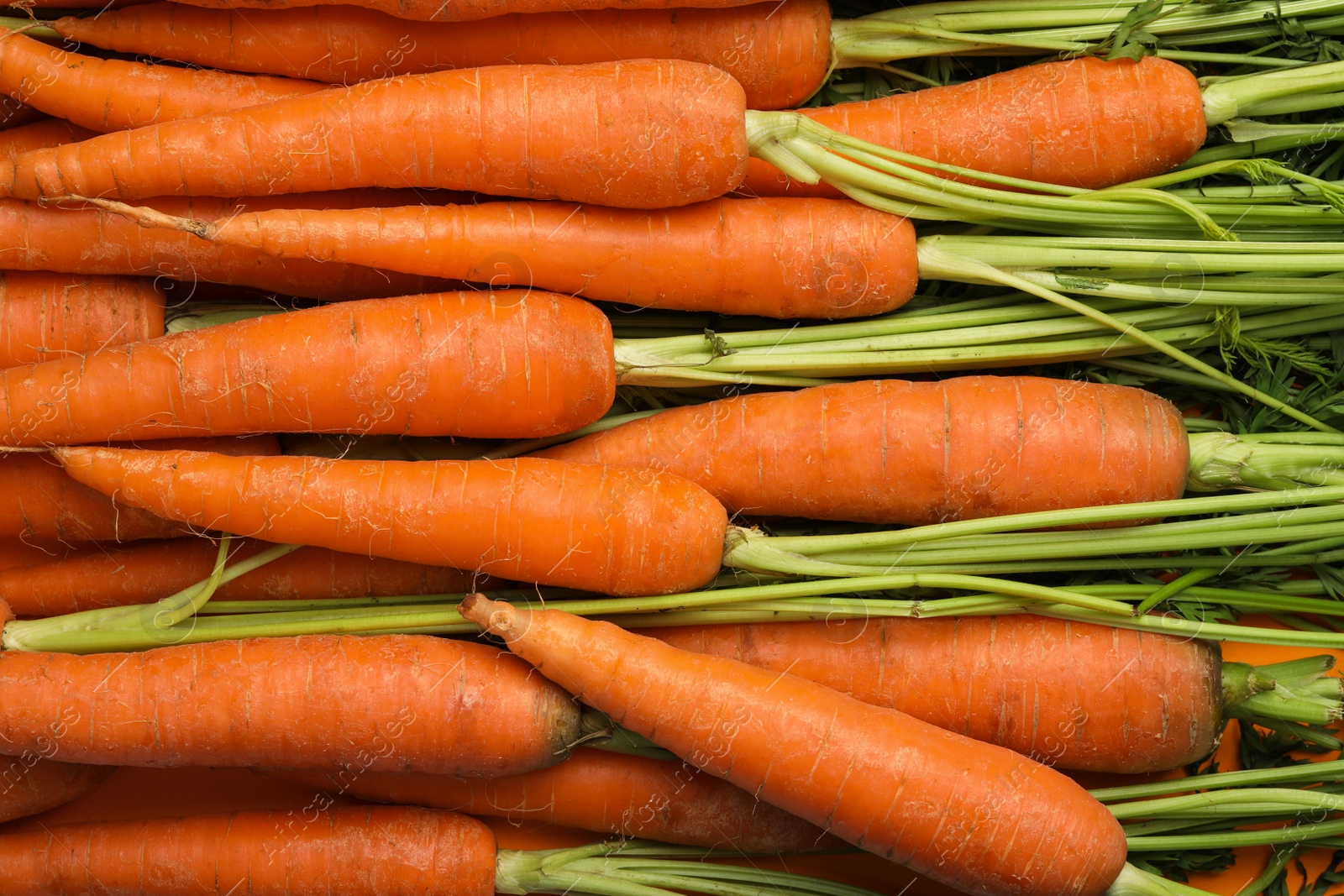 Photo of Many fresh ripe carrots as background, top view