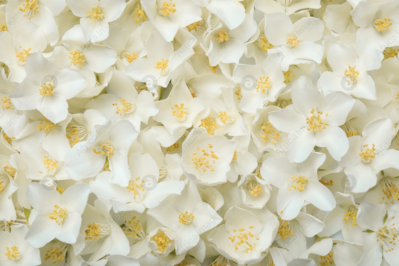 Photo of Beautiful white jasmine flowers as background, top view