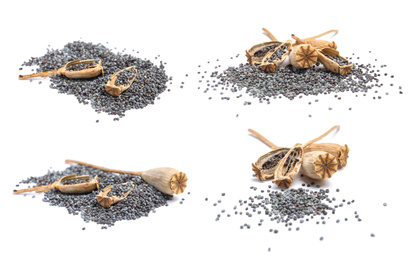 Image of Collage with poppy seeds and dry pods on white background