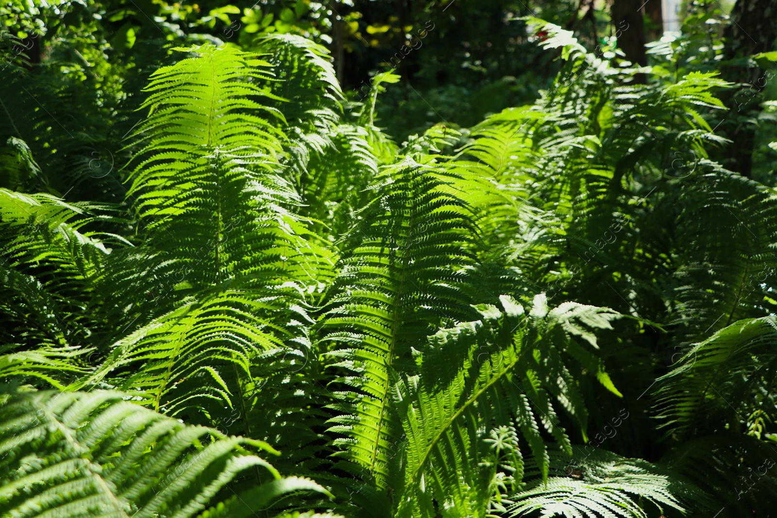 Photo of Beautiful fern with lush green leaves growing outdoors