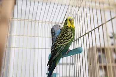 Photo of Beautiful bright parrots in cage indoors. Exotic pets