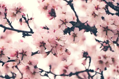 Delicate spring pink cherry blossoms on tree outdoors, closeup