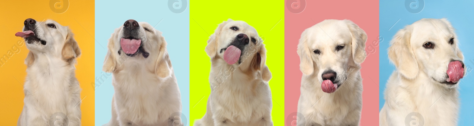 Image of Cute Labrador Retriever showing tongue, collection of photos on different colors backgrounds