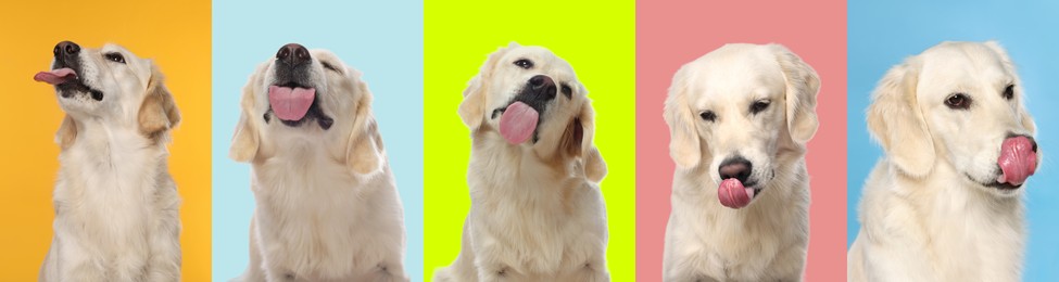 Image of Cute Labrador Retriever showing tongue, collection of photos on different colors backgrounds