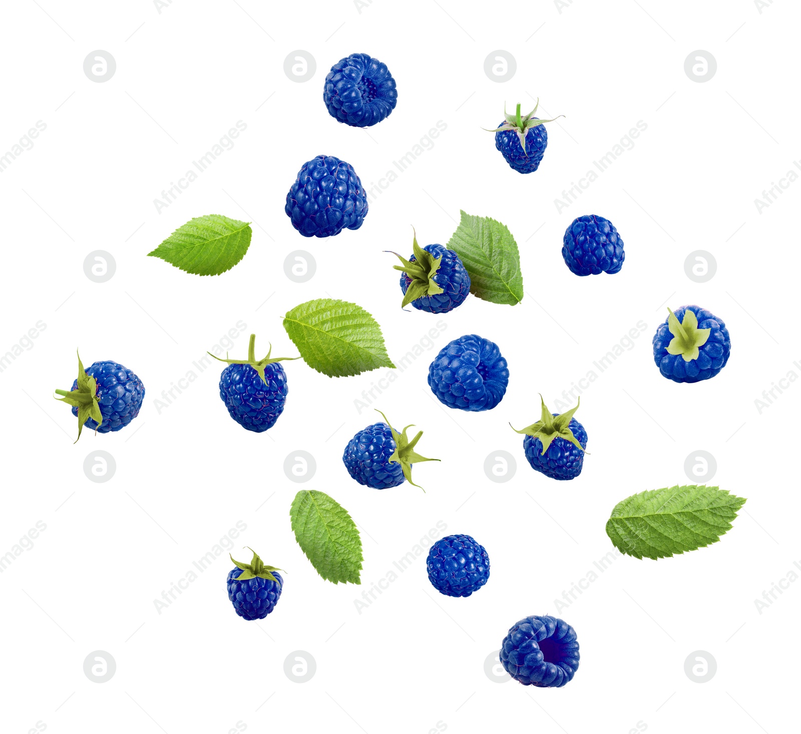 Image of Many fresh blue raspberries and green leaves falling on white background