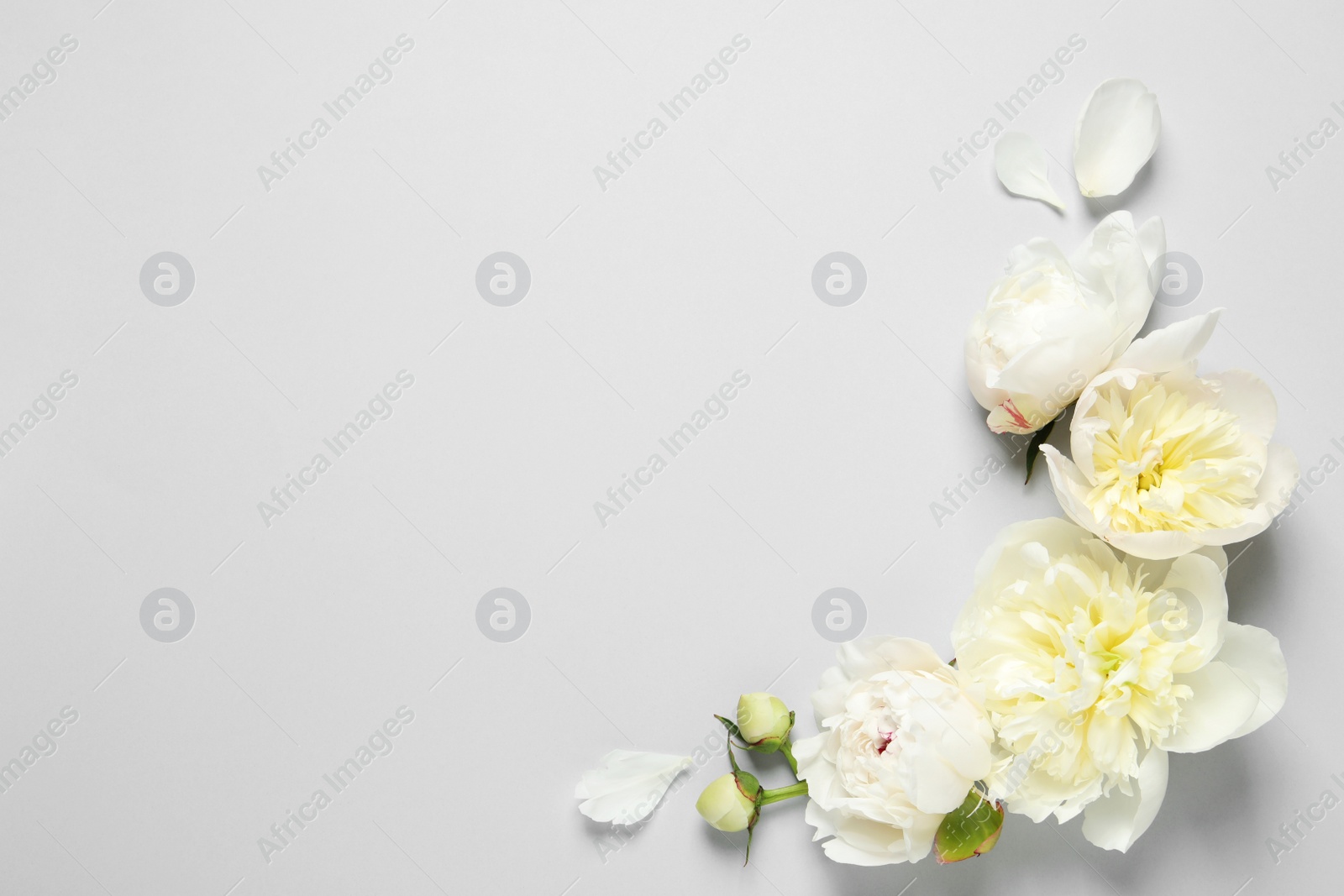 Photo of Beautiful peony flowers on grey background, top view