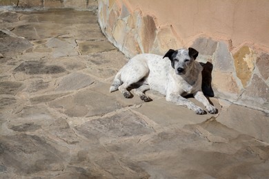 Photo of Lonely stray dog lying on stone surface outdoors, space for text. Homeless pet