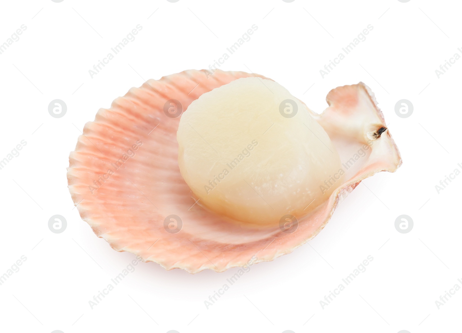 Photo of Fresh raw scallop in shell isolated on white