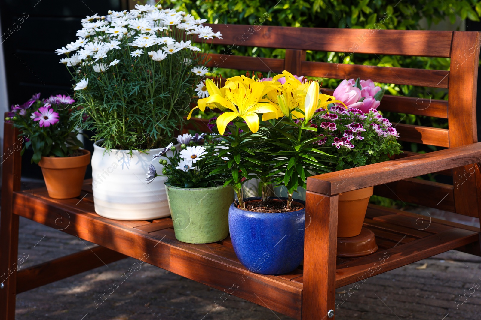 Photo of Many different beautiful blooming plants in flowerpots on wooden bench outdoors