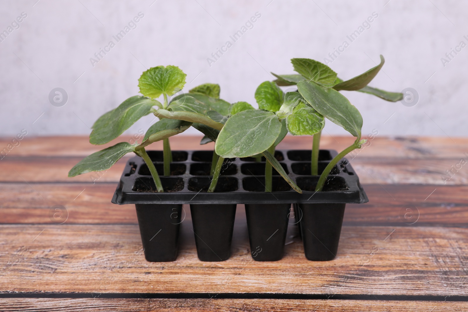 Photo of Seedlings growing in plastic container with soil on wooden table. Gardening season
