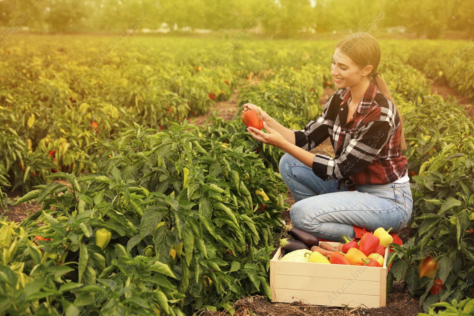 Photo of Farmer taking bell pepper from bush in field. Harvesting time