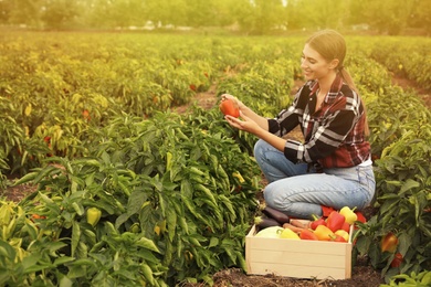 Farmer taking bell pepper from bush in field. Harvesting time