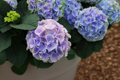 Photo of Potted hydrangea plant with beautiful flowers outdoors, closeup