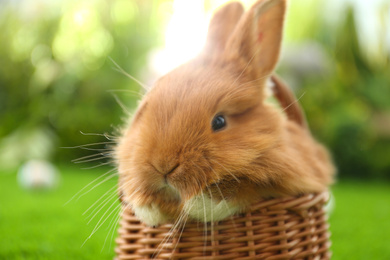 Adorable fluffy bunny in wicker basket outdoors, closeup. Easter symbol
