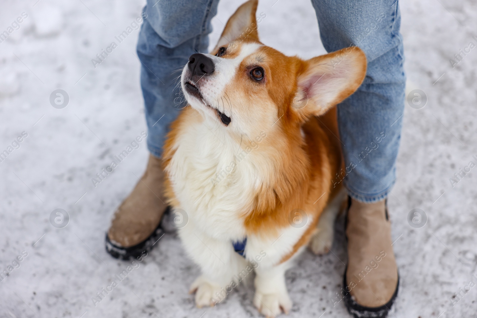 Photo of Woman with adorable Pembroke Welsh Corgi dog on snow, above view