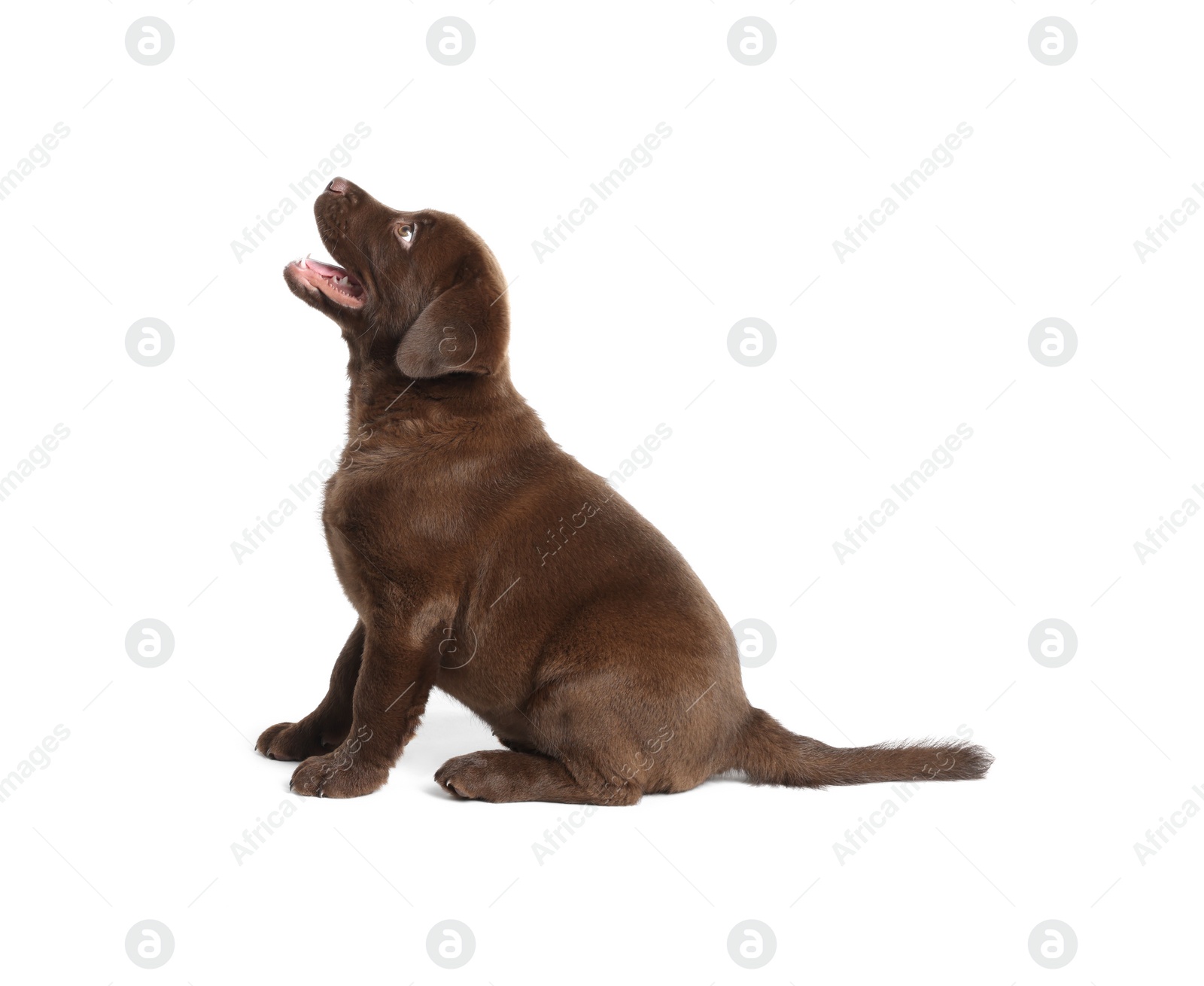 Cute chocolate Labrador Retriever puppy on white background Photo of Cute chocolate Labrador Retriever puppy on white background