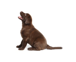 Photo of Cute chocolate Labrador Retriever puppy on white background
