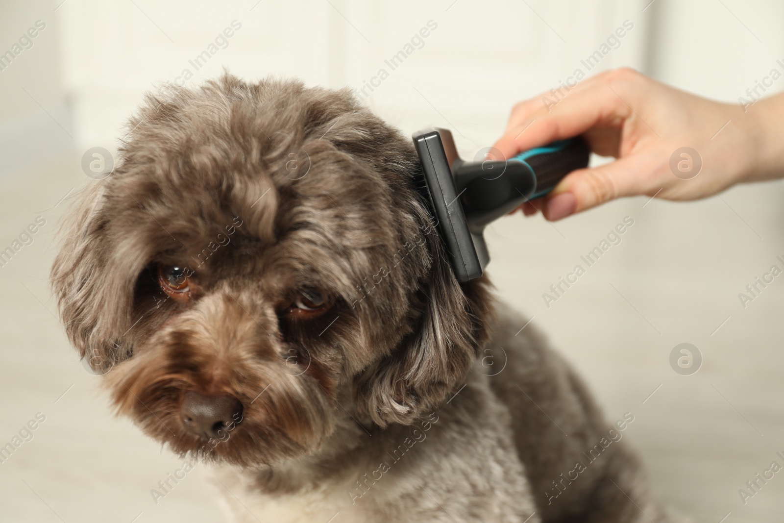 Photo of Woman brushing cute Maltipoo dog indoors, closeup. Lovely pet