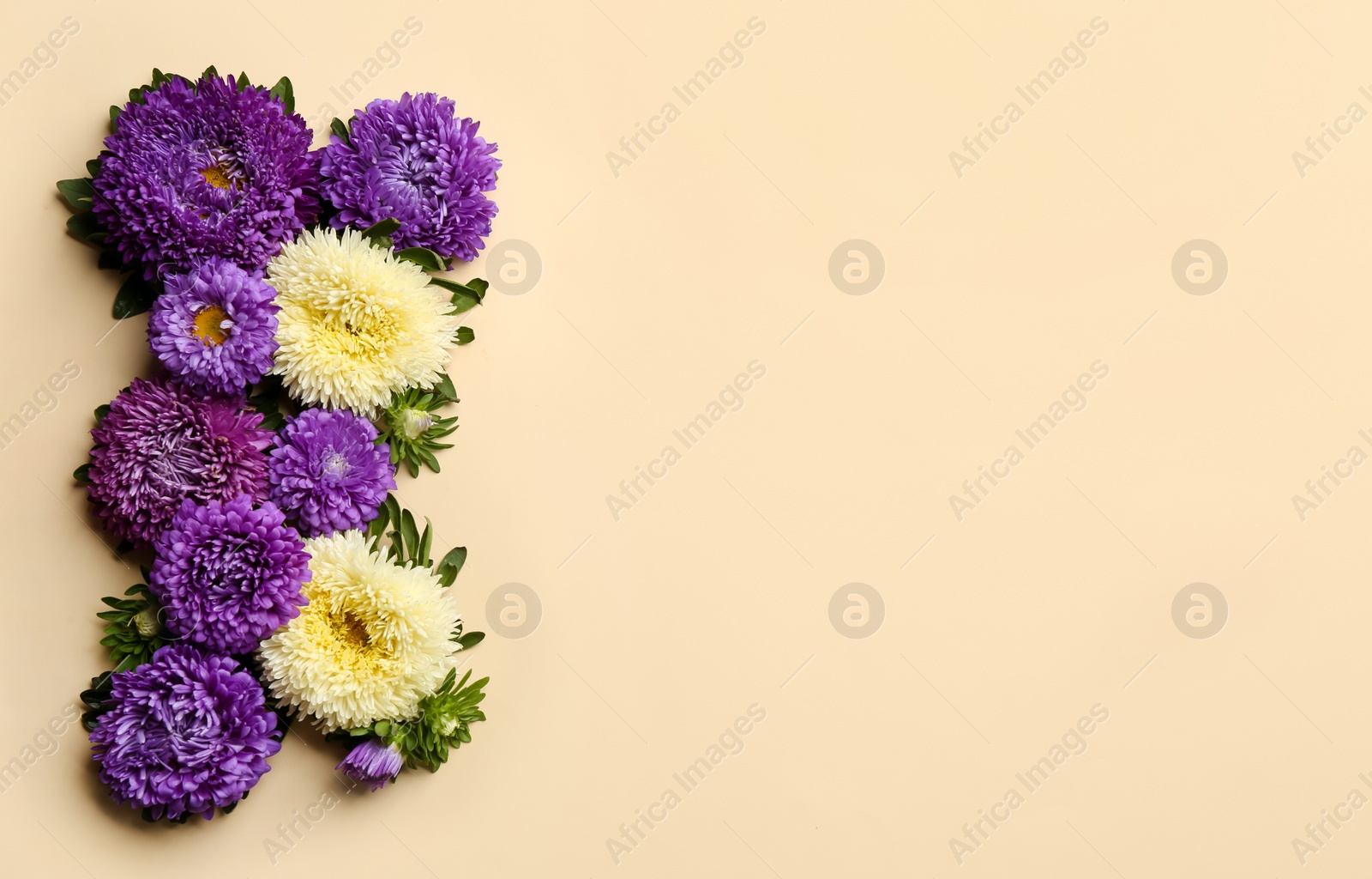 Photo of Beautiful asters and space for text on beige background, flat lay. Autumn flowers