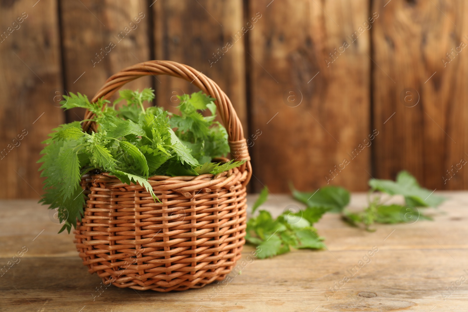 Photo of Fresh stinging nettle leaves in wicker basket on wooden table. Space for text