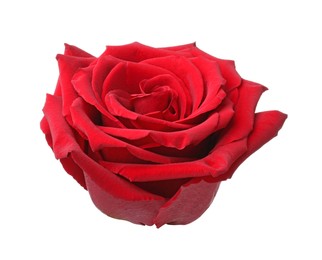 Photo of Beautiful fresh red rose isolated on white