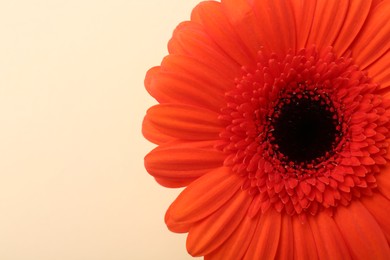 Photo of Beautiful orange gerbera flower on beige background, top view. Space for text