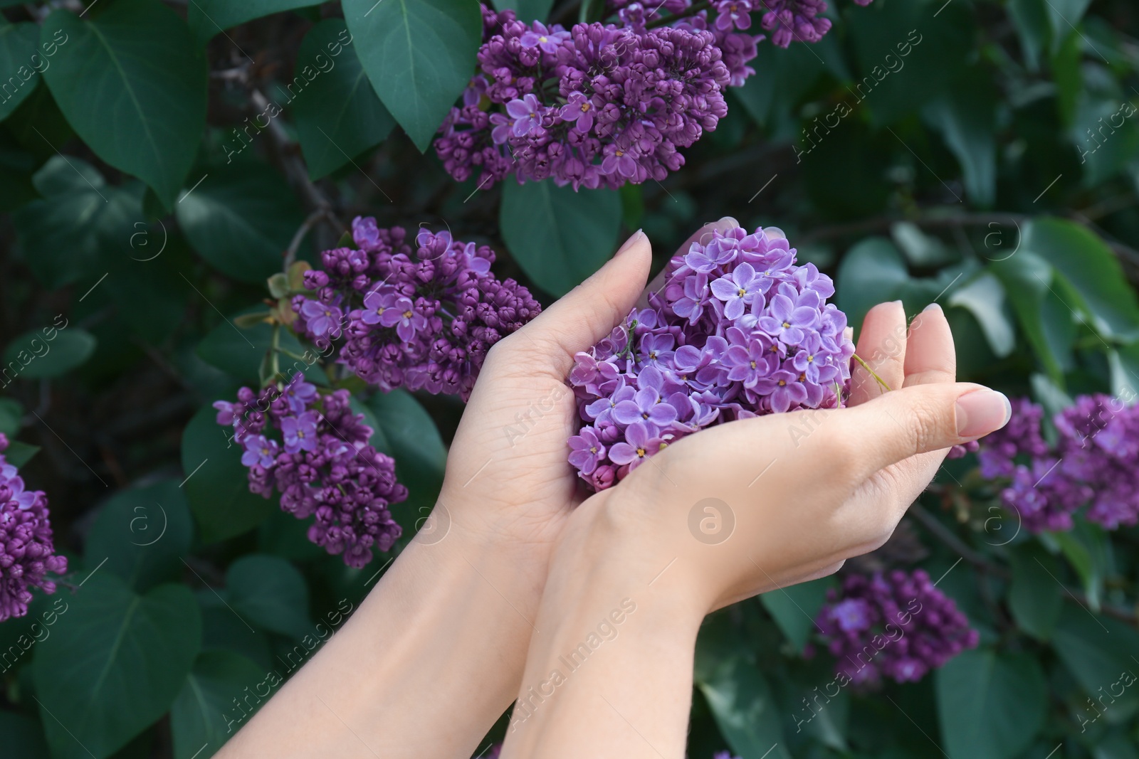 Photo of Young woman with blossoming lilac outdoors on spring day