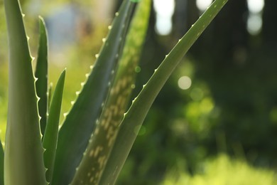 Photo of Closeup view of beautiful aloe vera plant outdoors on sunny day