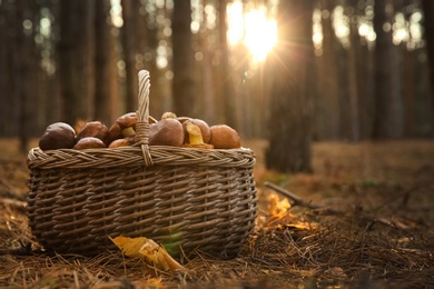 Photo of Basket full of fresh boletus mushrooms in forest, closeup