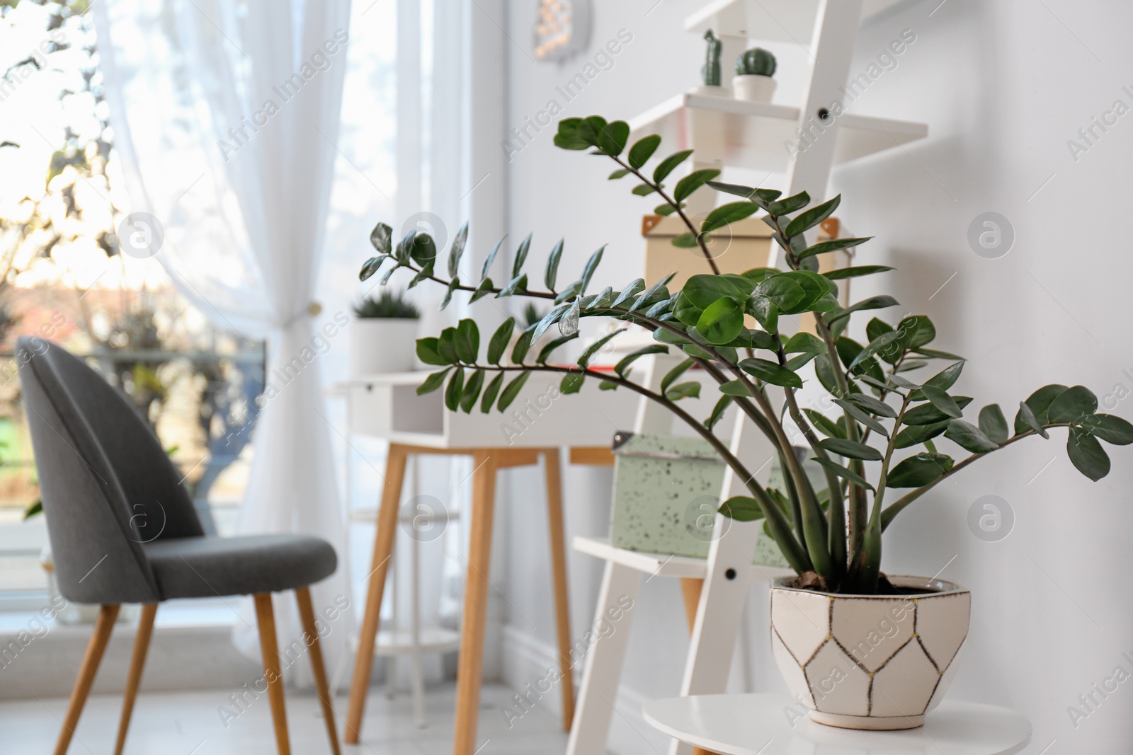 Photo of Beautiful plant in stylish room interior. Home design idea