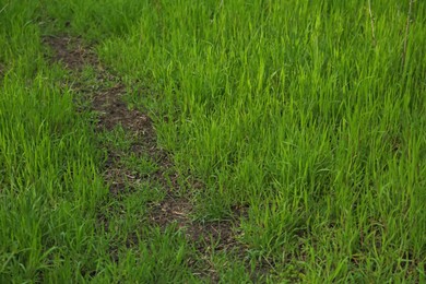 Beautiful view of lawn with green grass