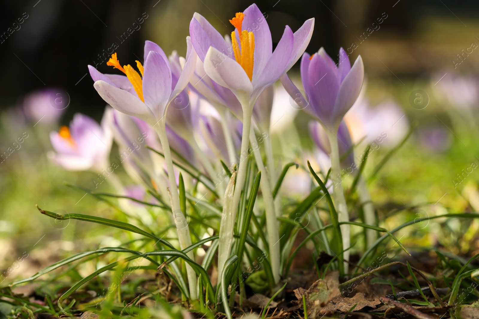 Photo of Beautiful crocus flowers growing outdoors, closeup view