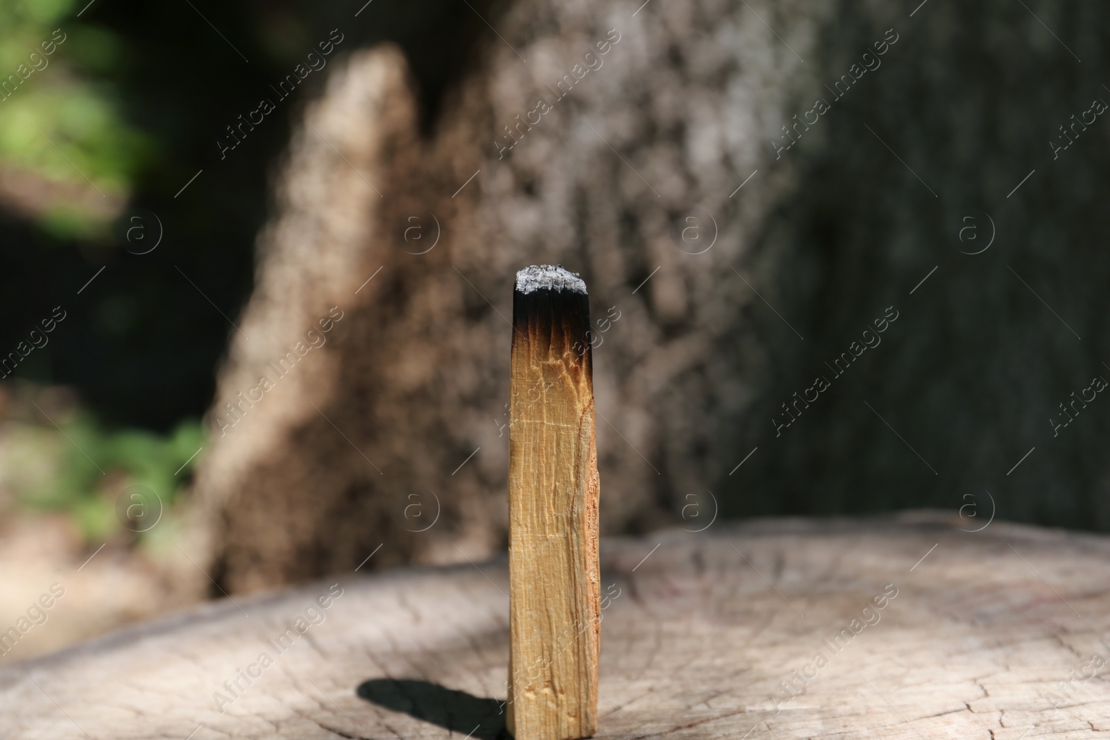 Photo of Smoldering palo santo stick on wooden stump outdoors