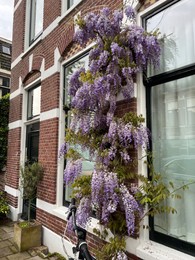 Photo of Beautiful aromatic wisteria vine growing on building outdoors