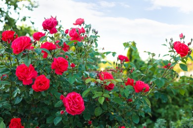 Beautiful blooming red rose bush in garden