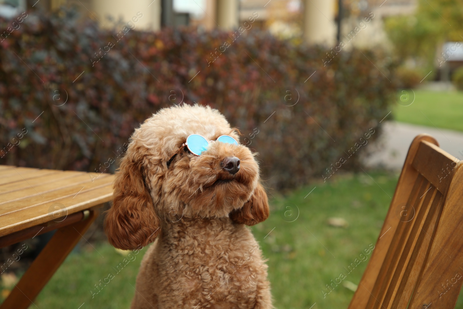 Photo of Cute fluffy dog with sunglasses in outdoor cafe