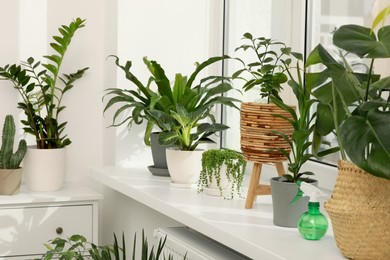 Many beautiful potted houseplants growing near window indoors