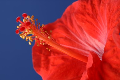 Photo of Beautiful red hibiscus flower on blue background, macro view