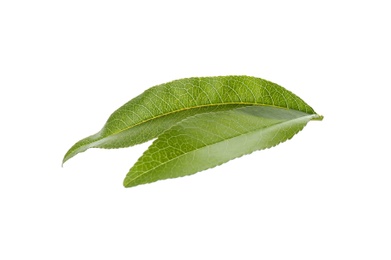 Photo of Fresh green peach leaves isolated on white