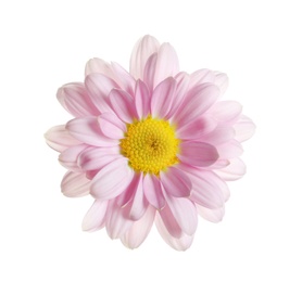 Beautiful and delicate chamomile flower on white background