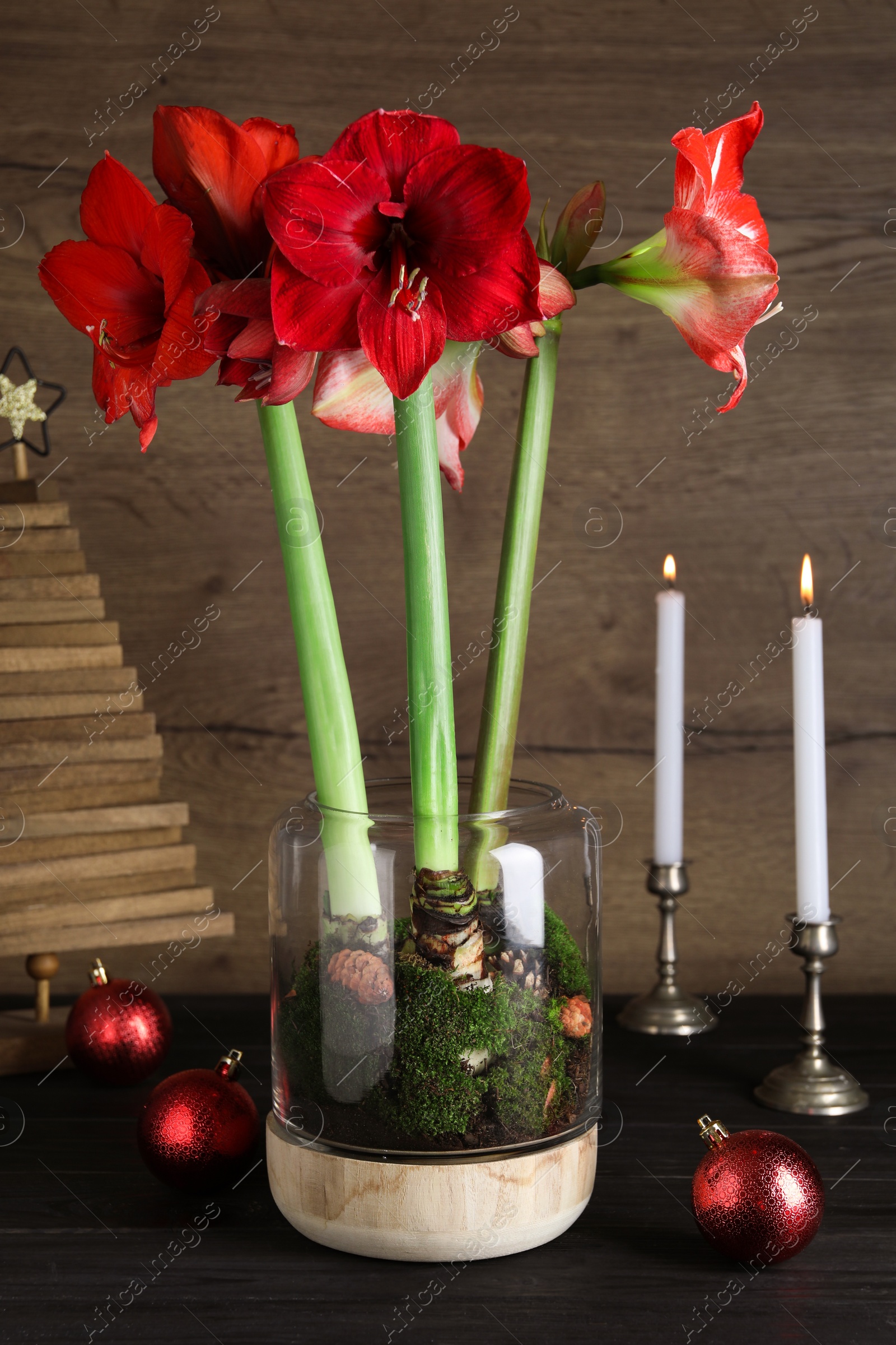 Photo of Beautiful red amaryllis flowers and Christmas decor on black wooden table
