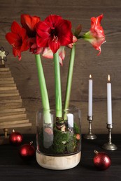 Beautiful red amaryllis flowers and Christmas decor on black wooden table