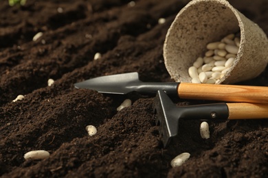 Photo of Peat pot with white beans and gardening tools on fertile soil. Vegetable seeds