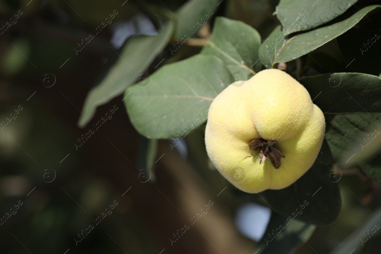 Photo of Closeup view of quince tree with ripening fruit outdoors