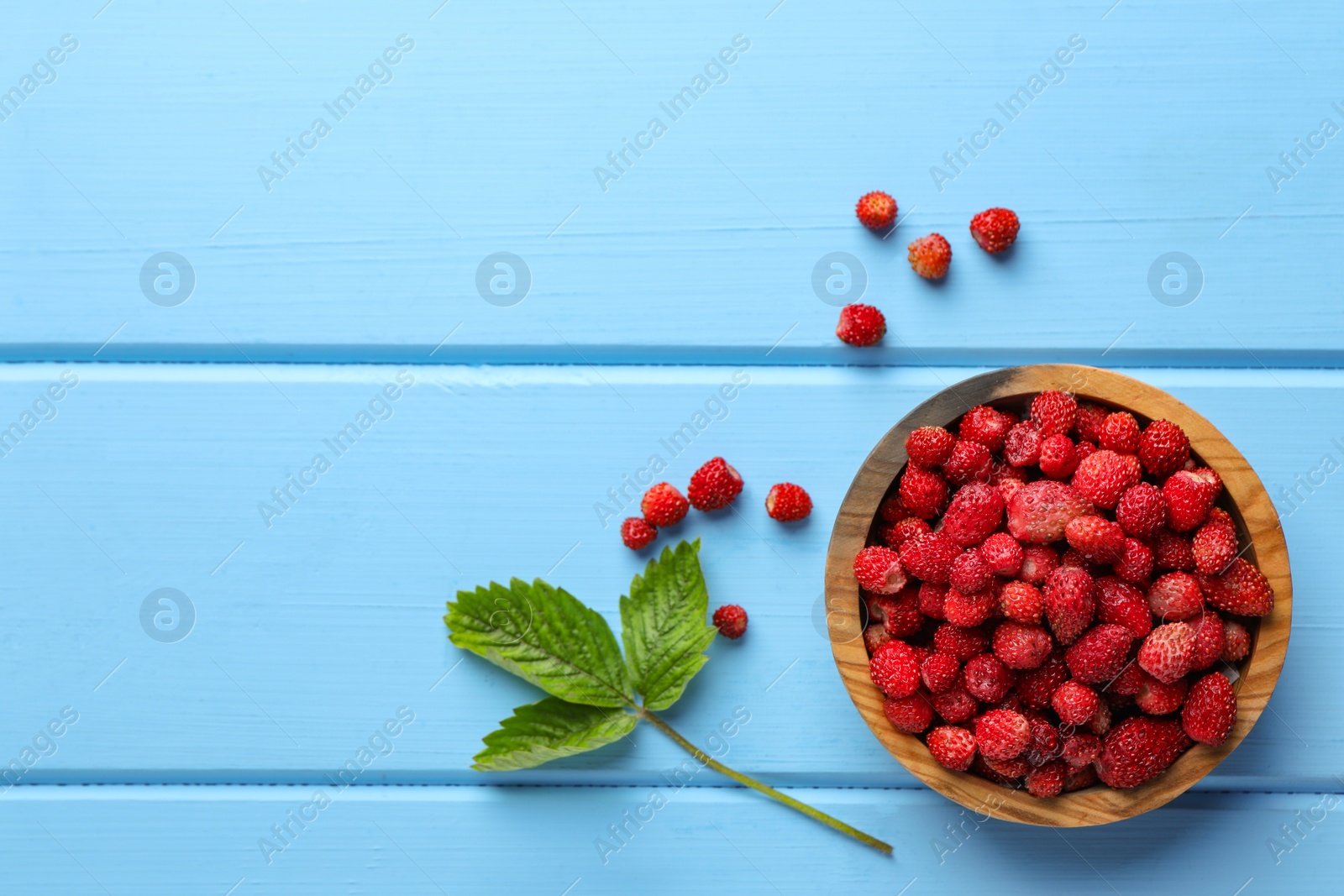 Photo of Fresh wild strawberries in bowl near leaves on light blue wooden table, flat lay. Space for text