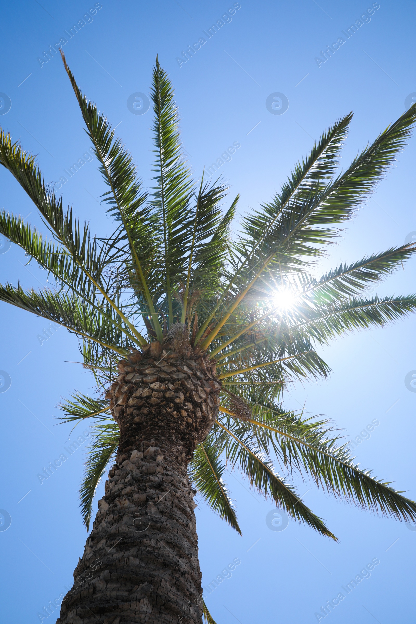 Photo of Beautiful palm tree with green leaves against clear blue sky, low angle view